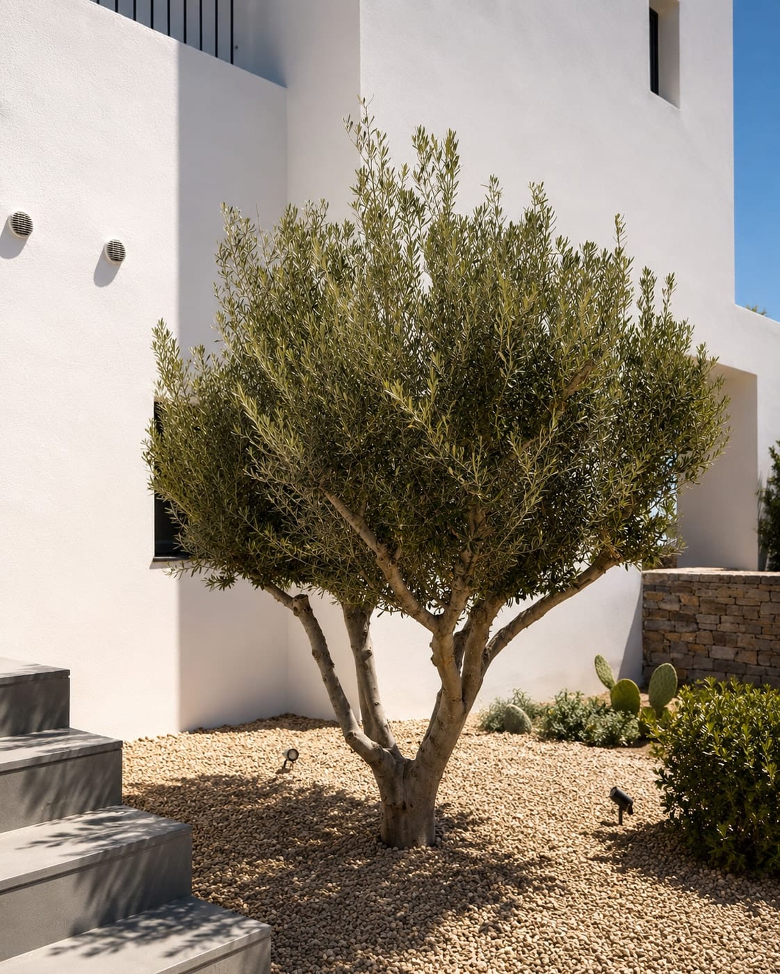 Olive tree in the courtyard of Villa Sabbia between white rendered walls
